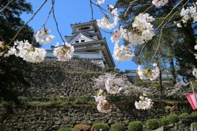 20190406-sakura.jpg